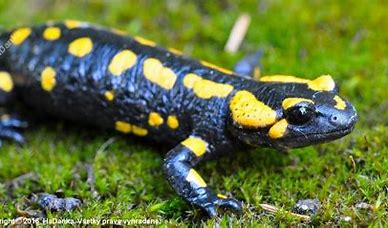 Salamandra škvrnitá